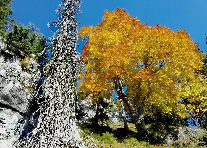 Hirschnest Σπίτι διακοπών