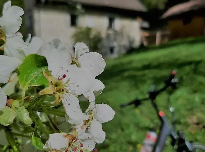 Semesterbostad Hirschnest *